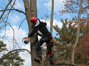 Tree climber of West Creek tree companies climb trees all year long