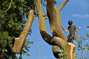 Tree trimming being perfomed by West Creek tree companies tree climber